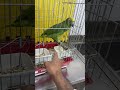 ببغاء امازوني ملكع 