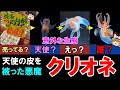 【ゆっくり解説】「クリオネ」の意外な生態　天使の皮を被った悪魔？