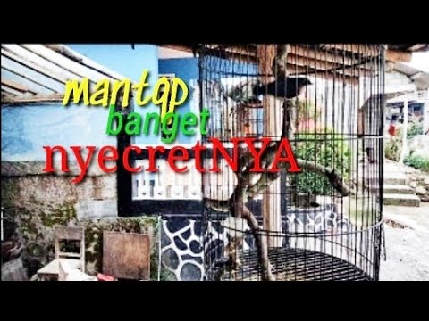 suara burung rambatan pikat