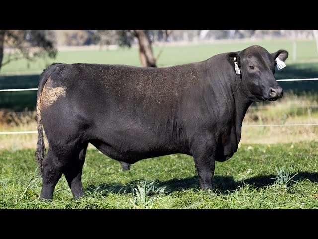 Ascot Cattle: LOT 19