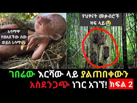 ቪዲዮ: በመለኮታዊው ኤቢሲ ፍለጋ