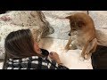 しかたない感じのお手をする柴犬 柴犬ゆき Shiba inu, Yuki
