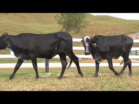 LOTE 16   3195  3254   FAZENDA SÃO MIGUEL