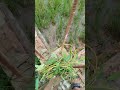 অস্তির একটা যায়গায় #vairalvideo #shortvideo #trending