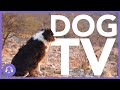 Dog TV: 12 Hours of Entertaining Dog Walks on The Beach! (2021)