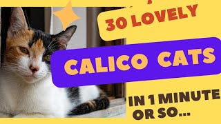 30 LOVELY   CALICO CATS  IN 1 MINUTE OR SO...