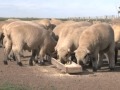 Herramientas de manejo para lograr la mejor genética ovina en el sur de Santa Fe (#506 2013-04-06)