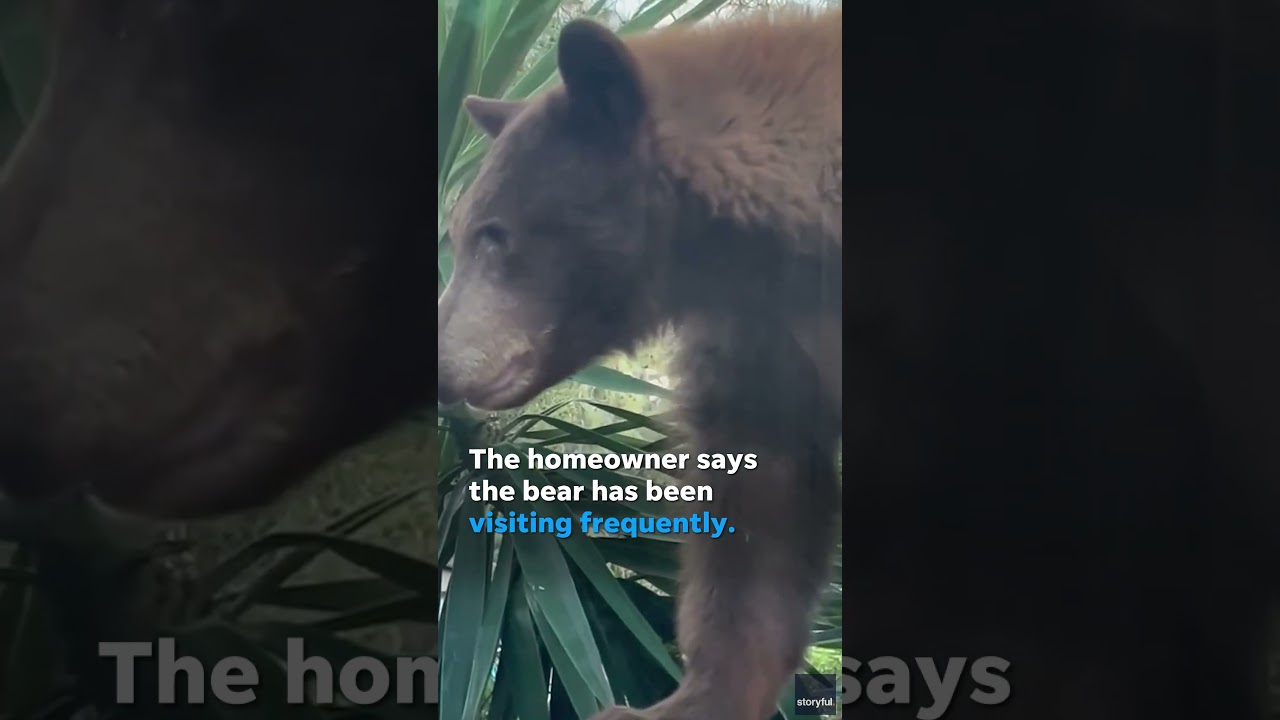 Frequent visitor to this house, bear ‘says hello’ as it walks along the backyard wall #Shorts