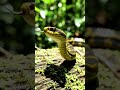 #Erythrolamprusornatus #snake#reptiles #ornategroundsnake #SaintLuciaracer #savenature #savenaturesn