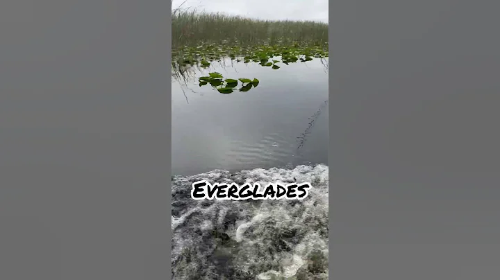 #evergladesnatio...  #florida#gators