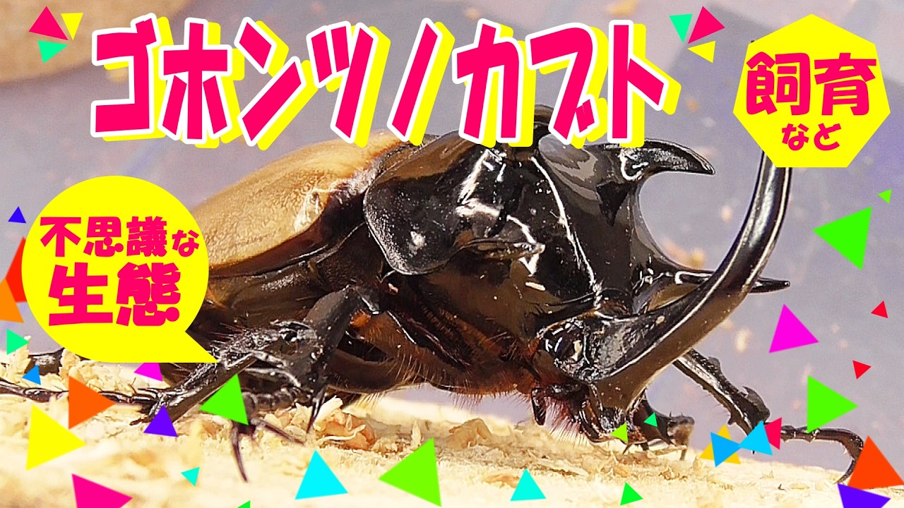 Adults' Encyclopedia] The Five-Horned Beetle: A Masterpiece. A
