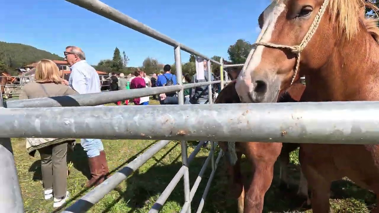 FERIA DE  RASINES 2025