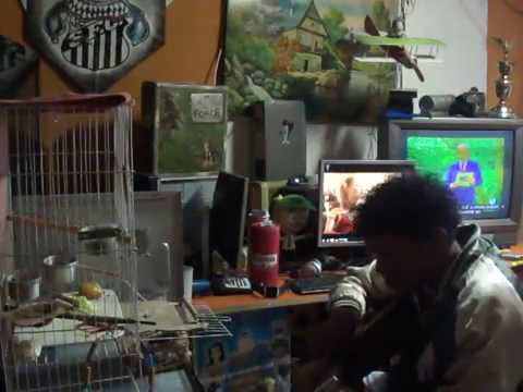 CALOPICITA OUVINDO SERENATA