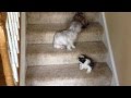 The puppies first time using the stairs.  Too funny!