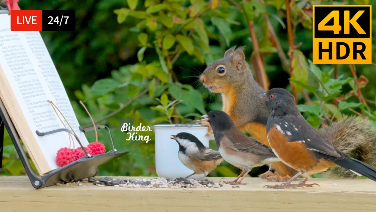 🔴 24/7 LIVE: Cat TV for Cats to Watch 😺 Cute Birds, Squirrels and a Book. 4K Cat Games