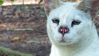 White Serval Nose Surgery