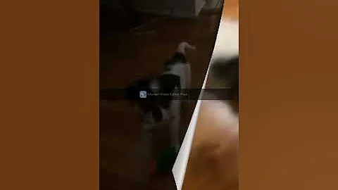 Train your puppy to play basketball!