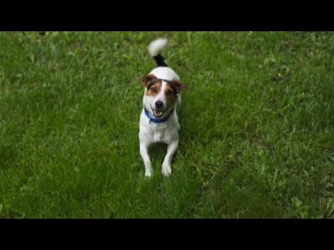 Video: Come prendersi cura di un Pomeranian