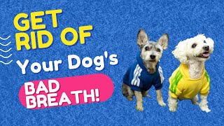 GET RID OF YOUR DOG'S STINKY BREATH! 🐶😑 | DOG BAD BREATH HOME REMEDY!