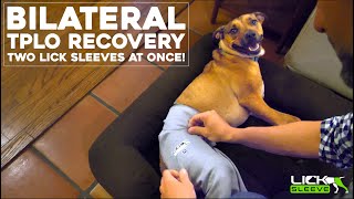 Lick Sleeve Recovery ep 4.01 | Ginger + Hannah + Dave Active Dog Recovers From Bilateral TPLO by Lick Sleeve 3,335 views 1 year ago 4 minutes, 55 seconds