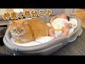 思わぬ形で赤ちゃんと初めての添い寝する猫が可愛すぎる!