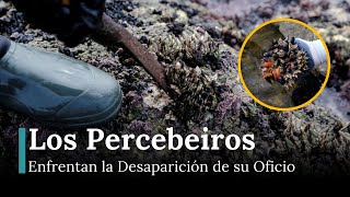 Percebeiros de la Costa da Morte Luchan Contra el Cambio Climático y la Pesca Ilegal | RNE | AQ1E