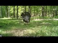 Tom turkey strutting