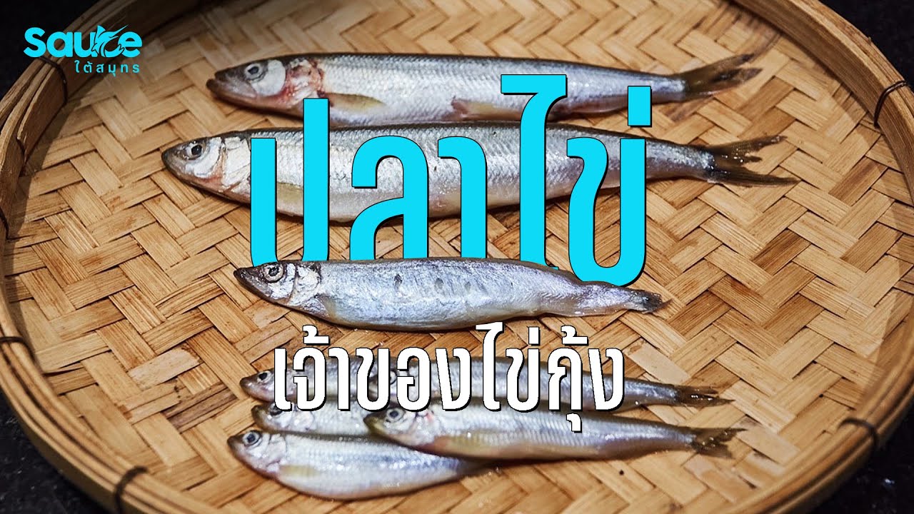 ปลาไข่ เจ้าของไข่กุ้ง l #Sauceใต้สมุทร