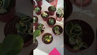 Spring Has Sprung Sale New Plants In Stock