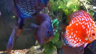 Discus North is live!