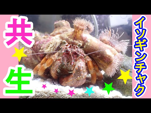 愛の物語】ヤドカリとイソギンチャクの共生生活！ 毒針の愛で守っ