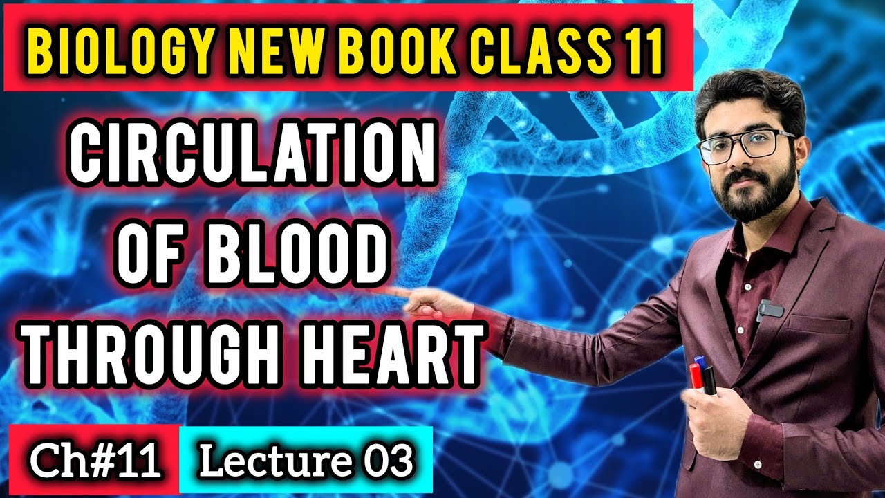 Heart: Chambers, Valves and Circulation of Blood Class 11 | Biology New Book