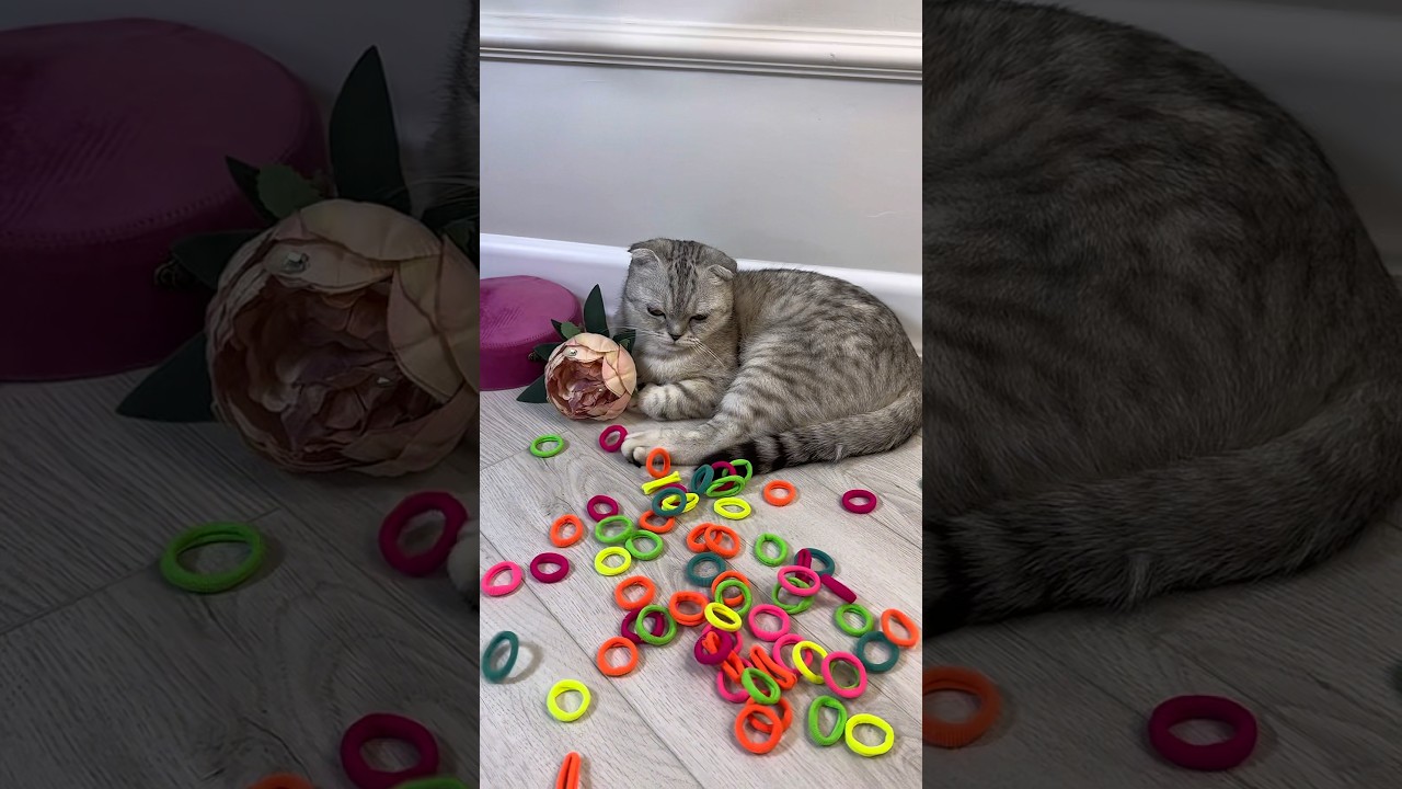 Mila the cute cat, 😻rubber band 💈💄🦠reverse video cat 1935 episode 