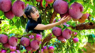 Harvest Red Plums goes to the market sell - Bamboo Gardening - Ly tieu nga