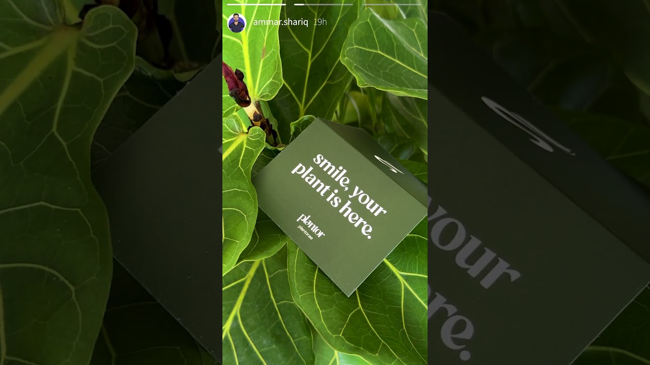 Fresh Plants, Happy Spaces 🌿 | Plantor.ae