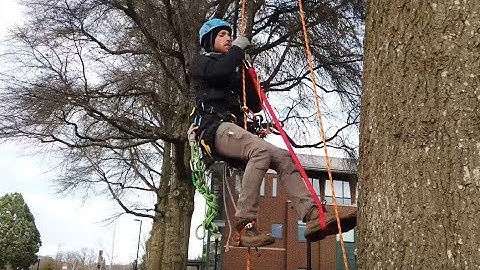 Micro Frog Ascending System with Ropeman and Adjustable QAS