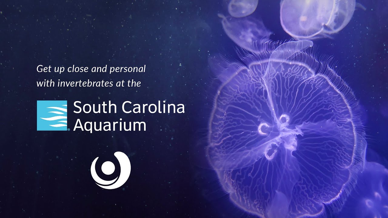 Incredible Invertebrates Lobsters & Jellies with the SOUTH CAROLINA