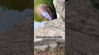 This Giant Hippo's Favorite Snack Will Shock You! 🦛🍌#shorts #usashorts #hippo