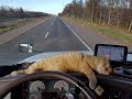 truckers pets ,Road,CATS end Dogs in Road