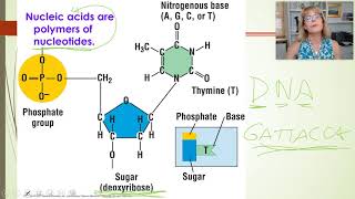 Nucleic acids and DNA - 1