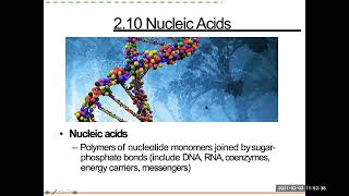 12 C2P7 Proteins B21