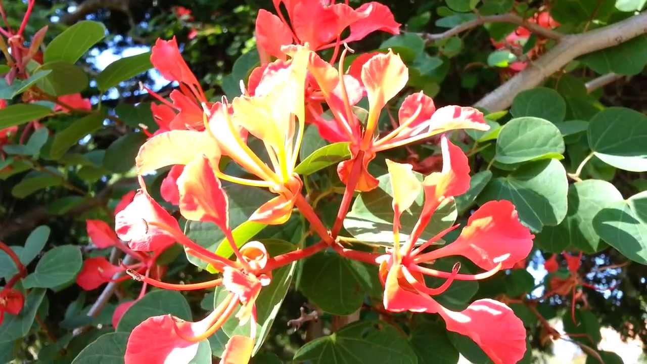 Bauhinia galpinii - Red Orchid Tree HD 02 