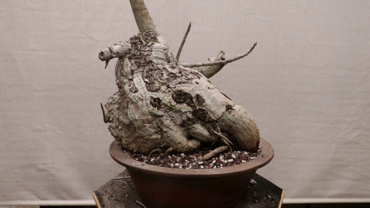Shaving Brush, Pseudobombax Ellipticum as Bonsai, Tree Overview Agresta Gardens YouTube