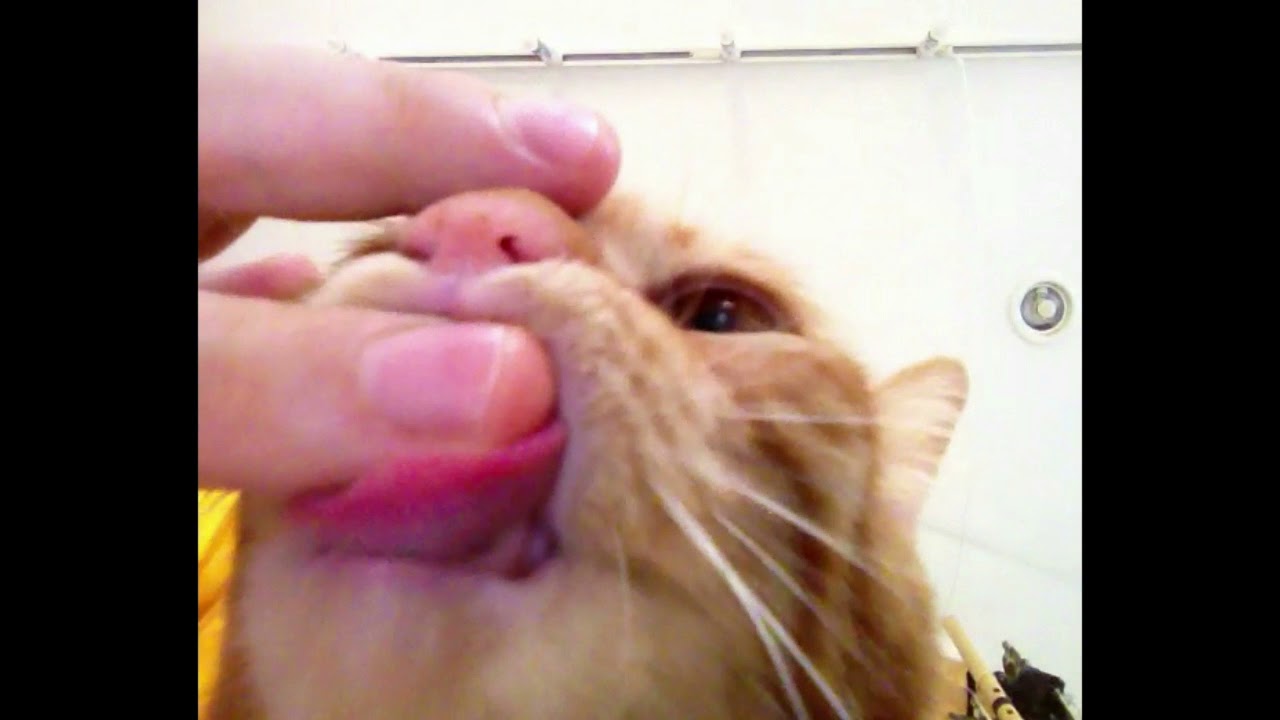 ASMR 猫の指チュウチュウ  Cat Sucking My Finger