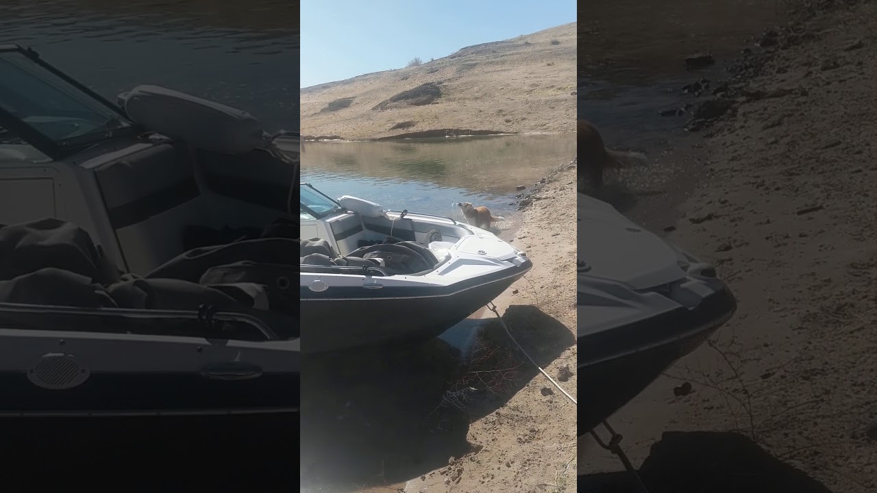 Lake Mead Dogs2 Feb 23 2020 YouTube