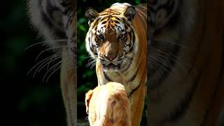 Tiger And Dog Friendship Unlikely Bonds That Will Melt Your Heart