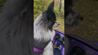 Pomeranian Squrriel Hunting