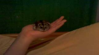 X-Hamster Orgins