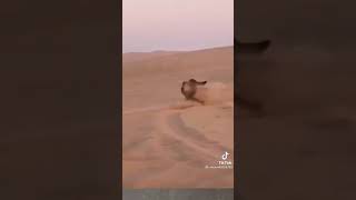 تحشيش سعودي يزلج حرمته بطريقته الخاصة تحشيش ?????????