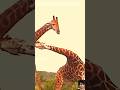 giraffes fight||#shorts#shortvideo#short#animals#giraffe#new#virelshorts